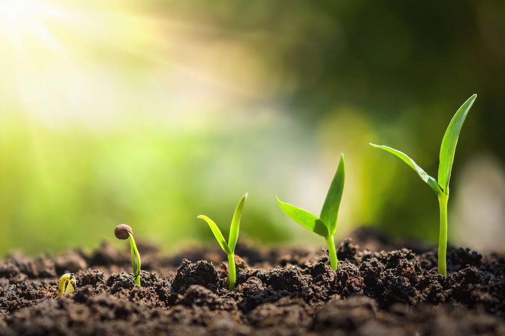 plant seeding growing step. concept agriculture